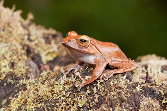 Madagascar Bright-eyed Frog