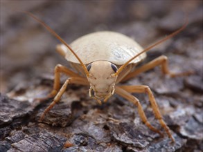 Adult bush cockroach