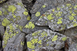 Map map lichen