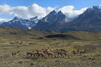 Herd of guanacos grazing in the steppe of Torres del Paine National Park