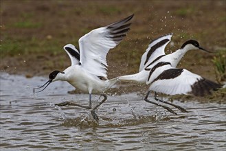 Recurvirostra avocetta