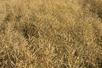 Harvest of oilseed rape