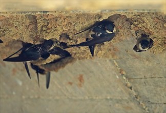 Rusty-sleeping Swallow