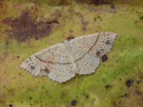Dotted oak girdle moth