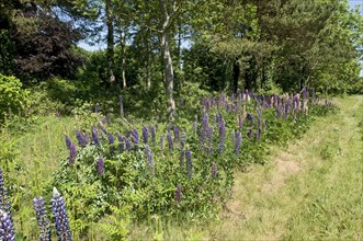 Cultivated lupine