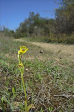 Flowering yellow ophrys