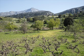 Vineyard near Agios Konstantinos