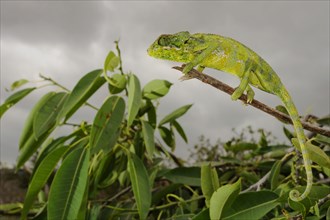 Socotra Chameleon