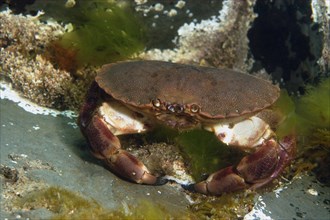 Edible crabs