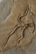 Fossil Brittlestar
