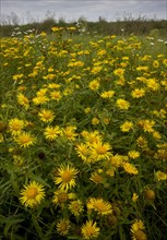 Flowering mass of British british yellowhead