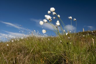 Bog Cotton-grass