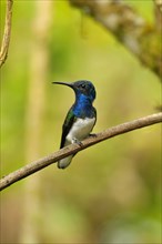 Jacobin Hummingbird Male