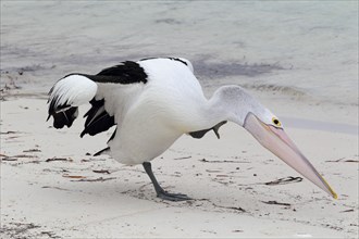 Australian australian pelican