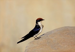 Red-capped Swallow