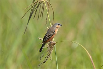 Tawny-bellied Seedeater