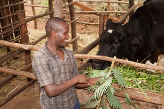 Farmer feeds dairy cow with fodder tree leaves