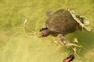 Adult Florida softshell turtle