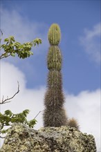 Candelabra cactus found on San Cristobel
