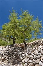 Growth of the almond tree