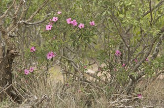 Swazi Lily