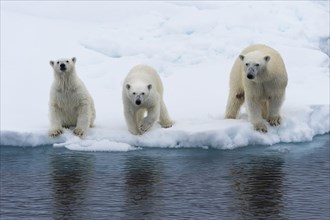 Mother polar bears
