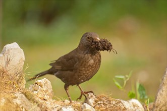 Blackbird with nesting material