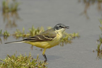 Sykes's wagtail