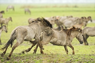 Konik domestic stallion