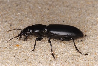 Large-headed Ground Beetle