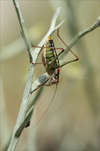 Saddle-backed Bush-cricket