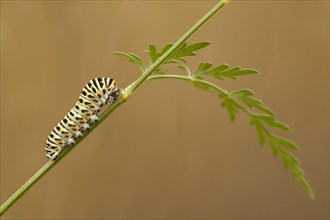 Common Swallowtail