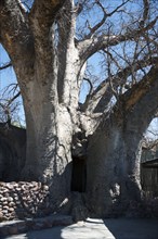 Ombalantu Baobab