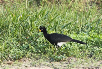 Male Naked-faced Curassow