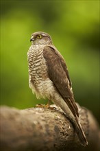 Immature female eurasian sparrowhawk