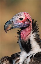 Lappet-faced nubian vulture
