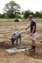 Washing a large black pig