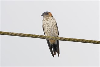 Brown-crowned Swallow