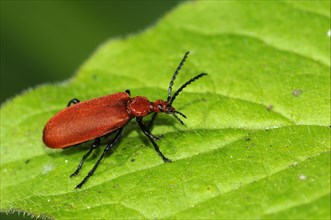 Red-headed Fire Beetle