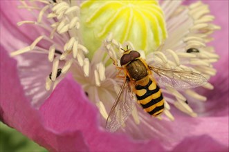 Large hoverfly