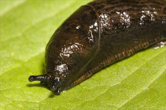 Great Black Slug