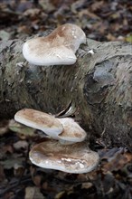 Birch polypore