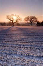 View of snow-covered ploughed field with the sun rising behind bare trees