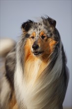 Scottish shepherd dog