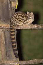 Rusty-spotted Genet adult