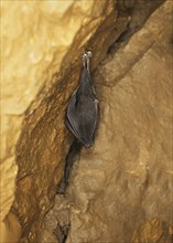 Little lesser horseshoe bat