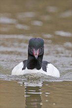 Common merganser