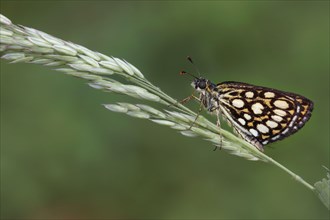 Great checkered large chequered skipper