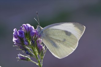 Cabbage or Small White Butterfly