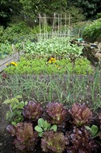 Vegetable garden with mixed vegetables